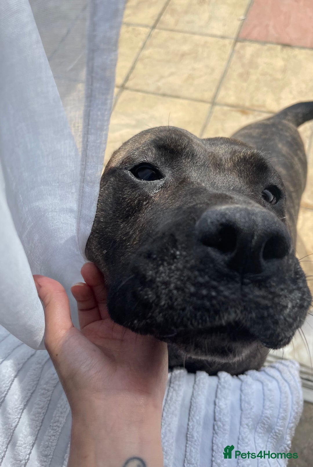 Presa Canario dogs for sale: 5 year old female presa canario  - Image 7