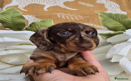 Dachshund dogs for sale: READY NOW LAST PUPPY  miniature dachshund puppies in Ilminster - Image 5