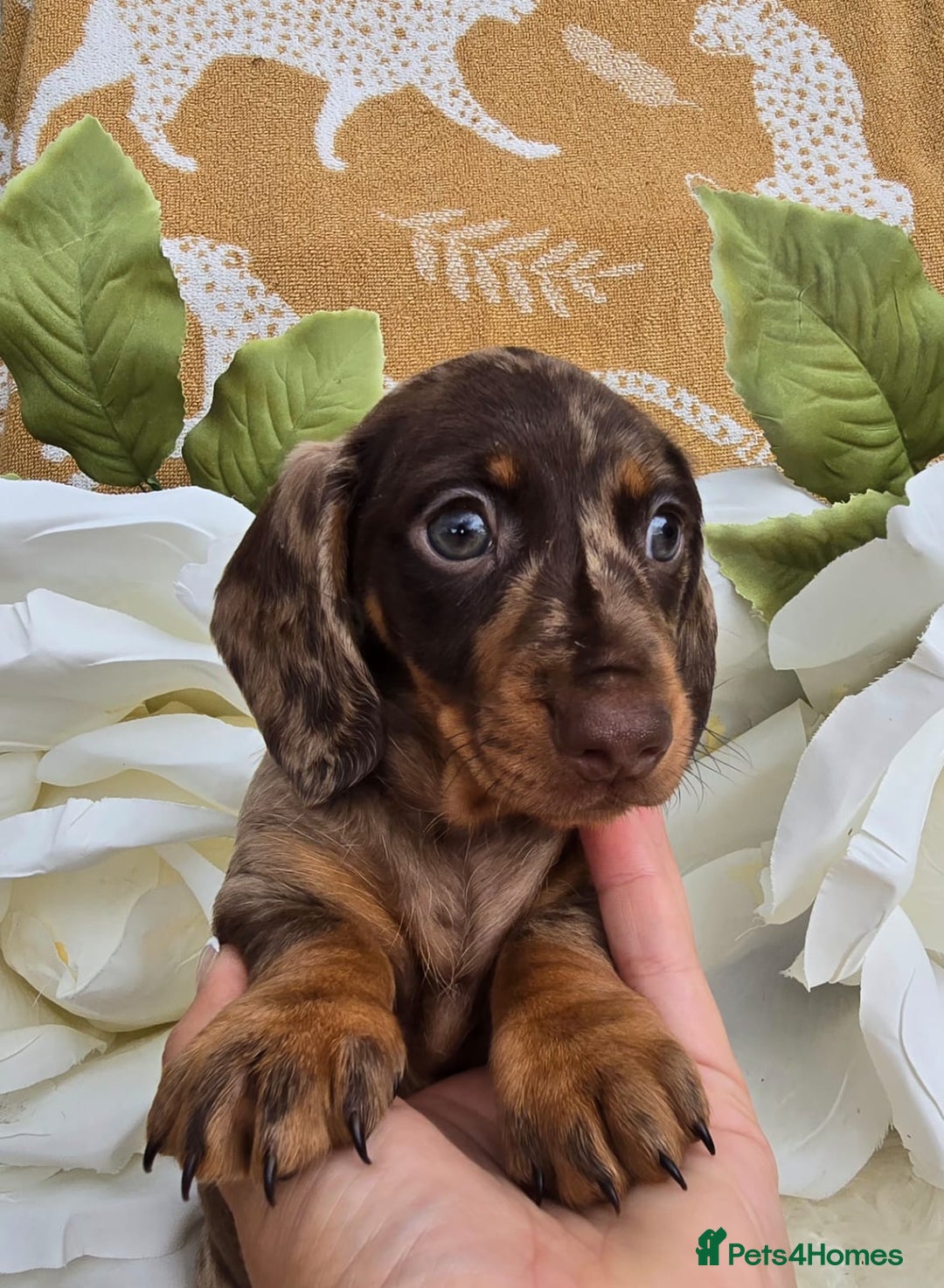 Dachshund dogs for sale: READY NOW LAST PUPPY  miniature dachshund puppies in Ilminster - Image 5