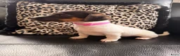 Jack Russell dogs for sale: Jack Russell Puppies  - Advert 12