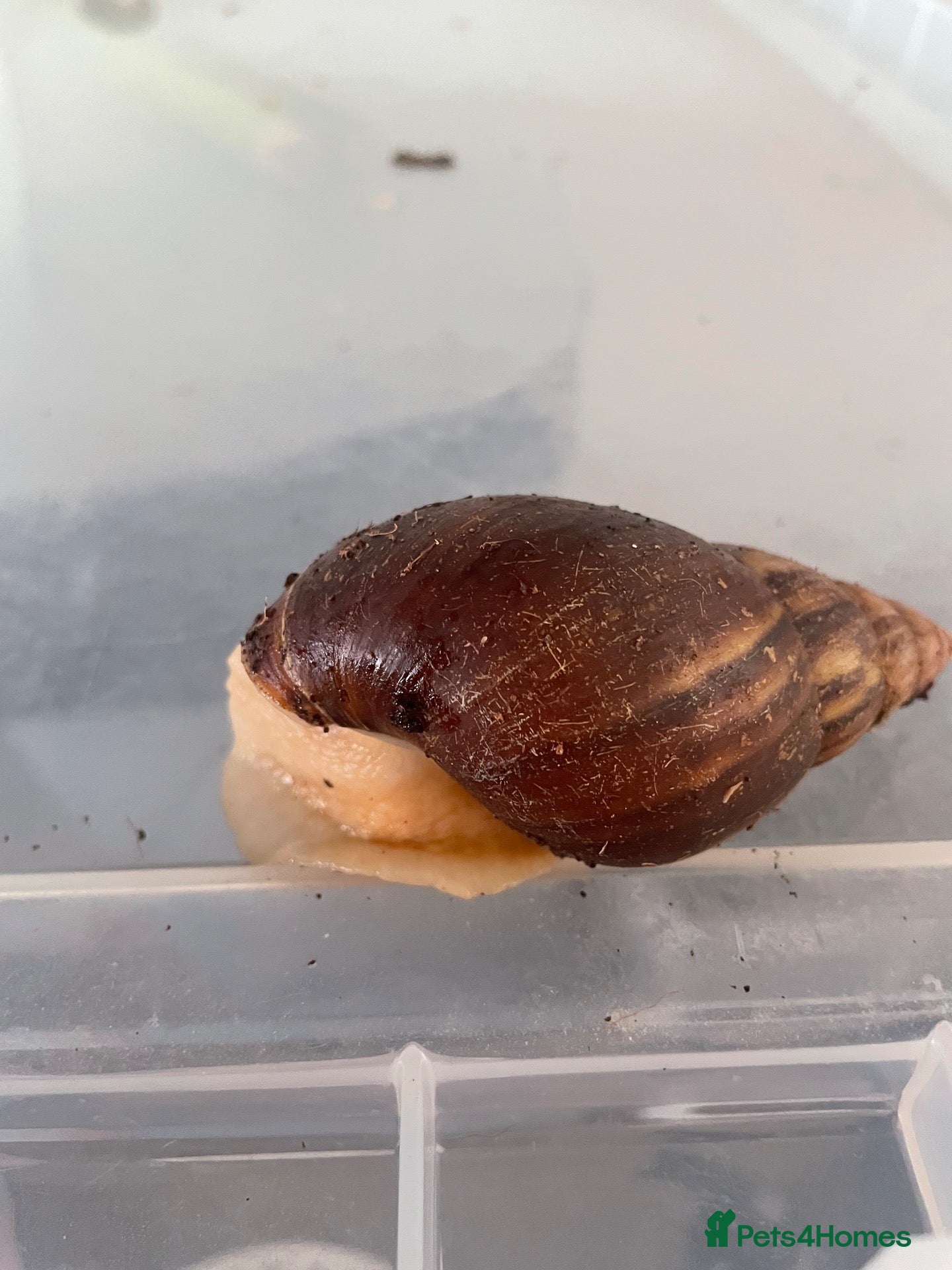 Snails invertebrates 3 African land snails  - Advert 3