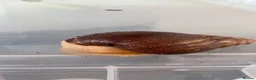 Snails invertebrates for sale: 3 African land snails  - Advert 1