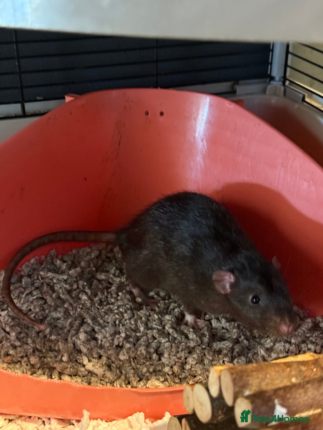 Rat rodents for sale: 3 male rats with cage - Advert 5