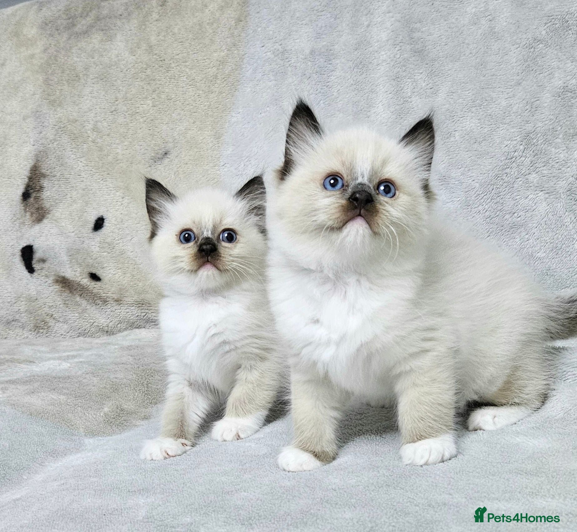 Ragdoll cats Stunning Ragdoll Kittens Available - Advert 2
