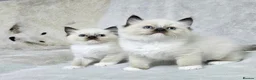 Ragdoll cats for sale: Stunning Ragdoll Kittens Available - Advert 4
