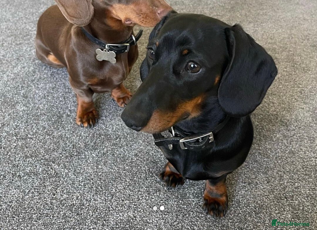 Miniature Dachshund dogs for stud: Proven Stud Black & Tan Miniature Dachshund Stud in Durham - Advert 6