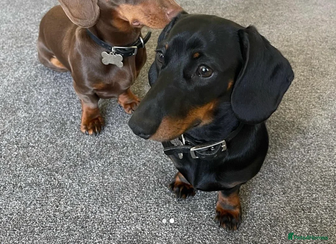 Miniature Dachshund dogs for stud: Proven Stud Black & Tan Miniature Dachshund Stud in Durham - Advert 6