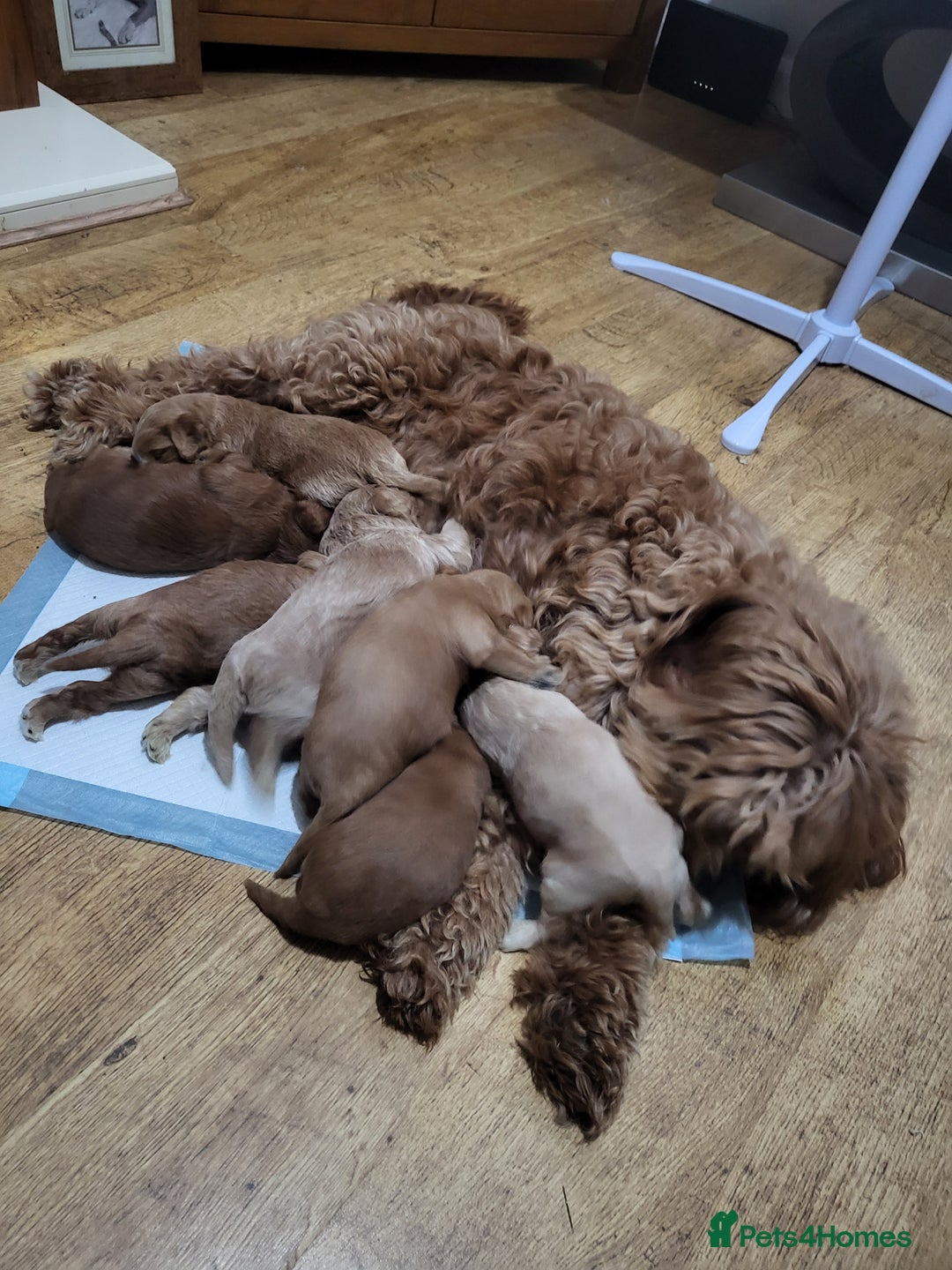 Cockapoo dogs for sale: F1B Cockapoo puppy's x6 stunning colours - Image 16