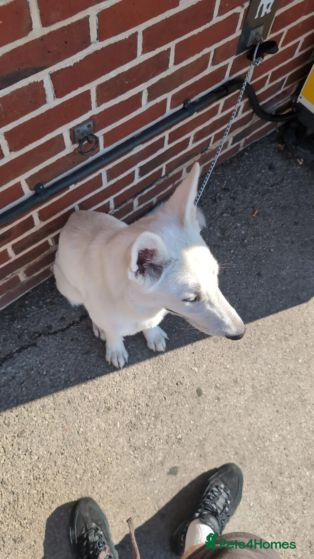 German Shepherd dogs for sale: White German shepherd in Southampton - Advert 2