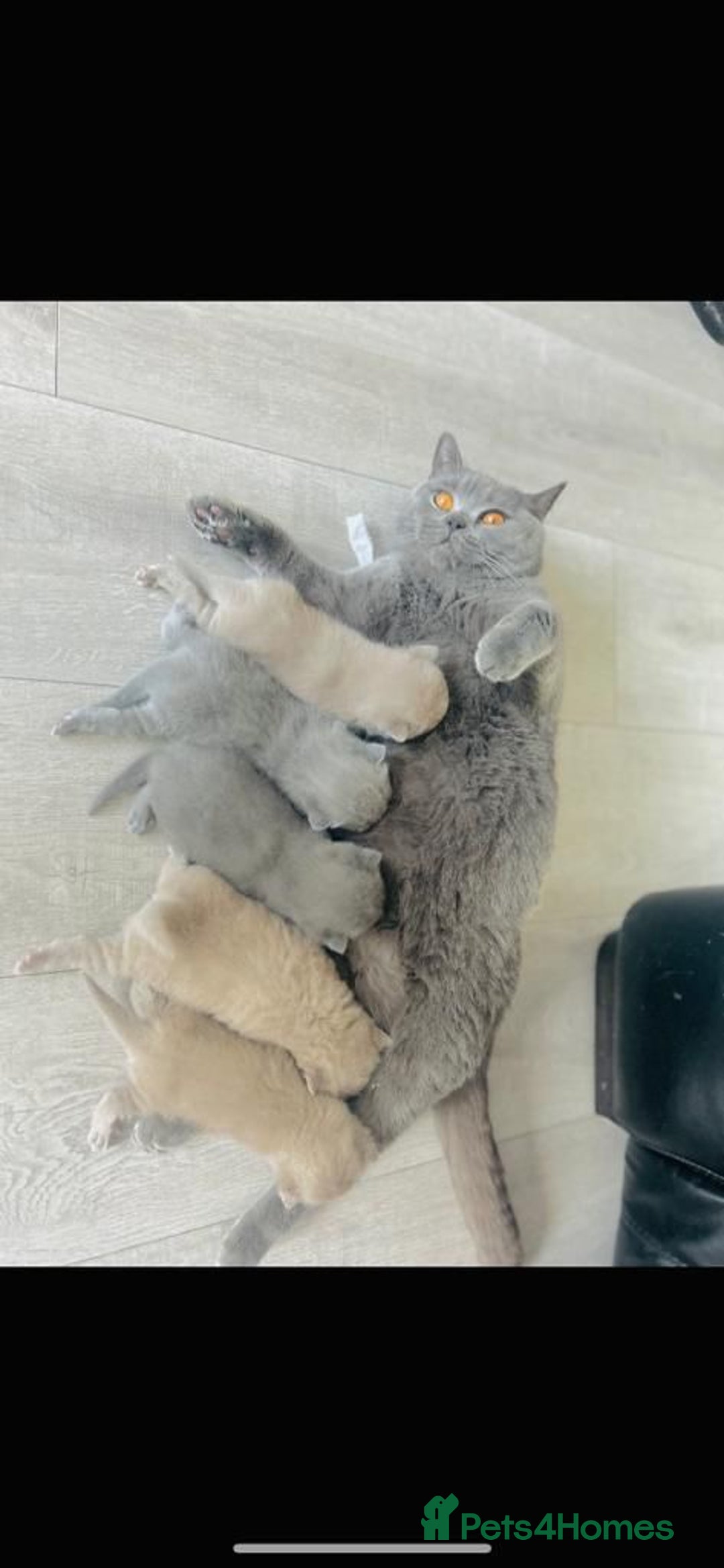 British Shorthair cats for sale: Beautiful British Short Hair Kittens - Image 5