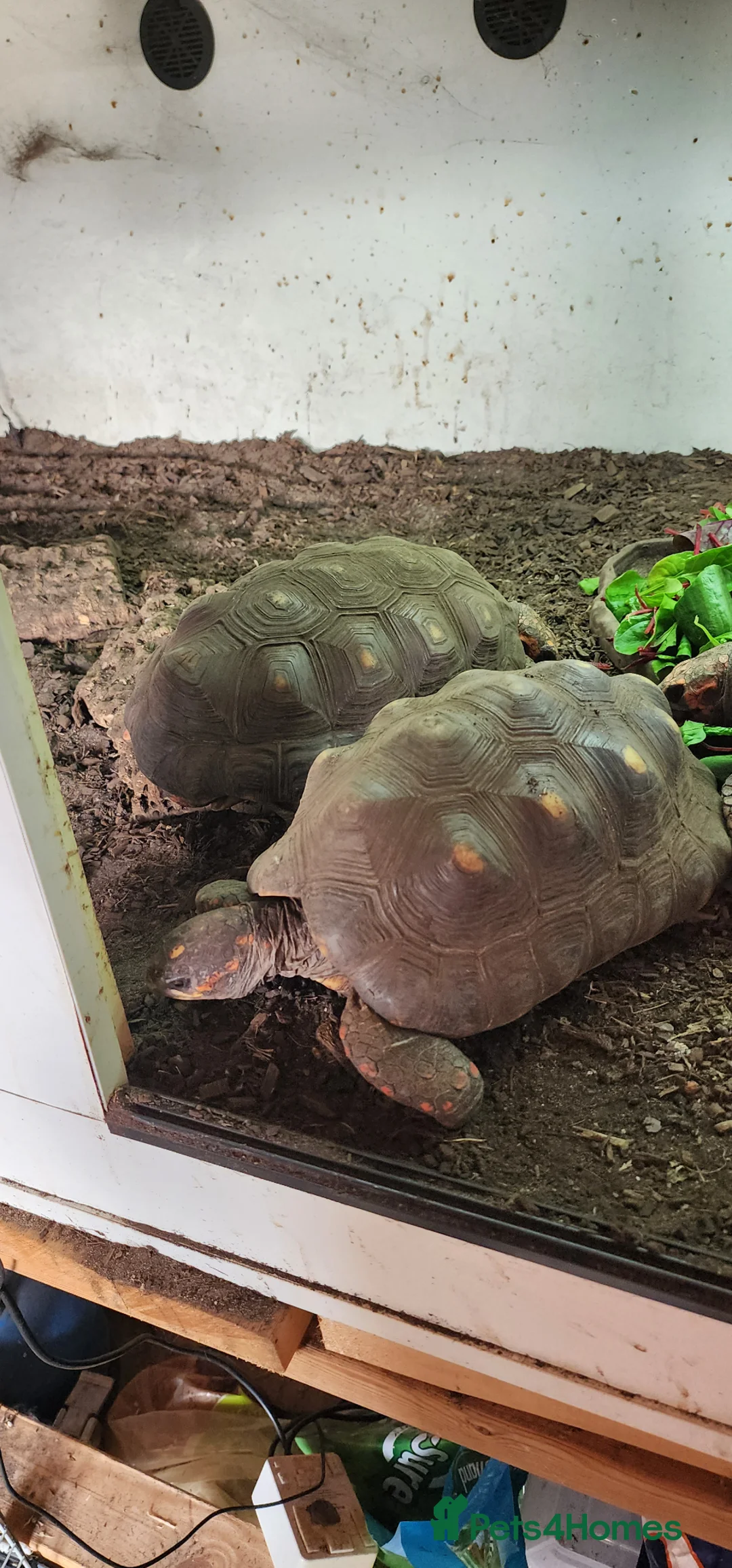 Tortoise reptiles for sale: Cherry head and red foot tortoise  - Advert 1