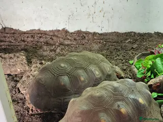 Tortoise reptiles Cherry head and red foot tortoise - Advert 1
