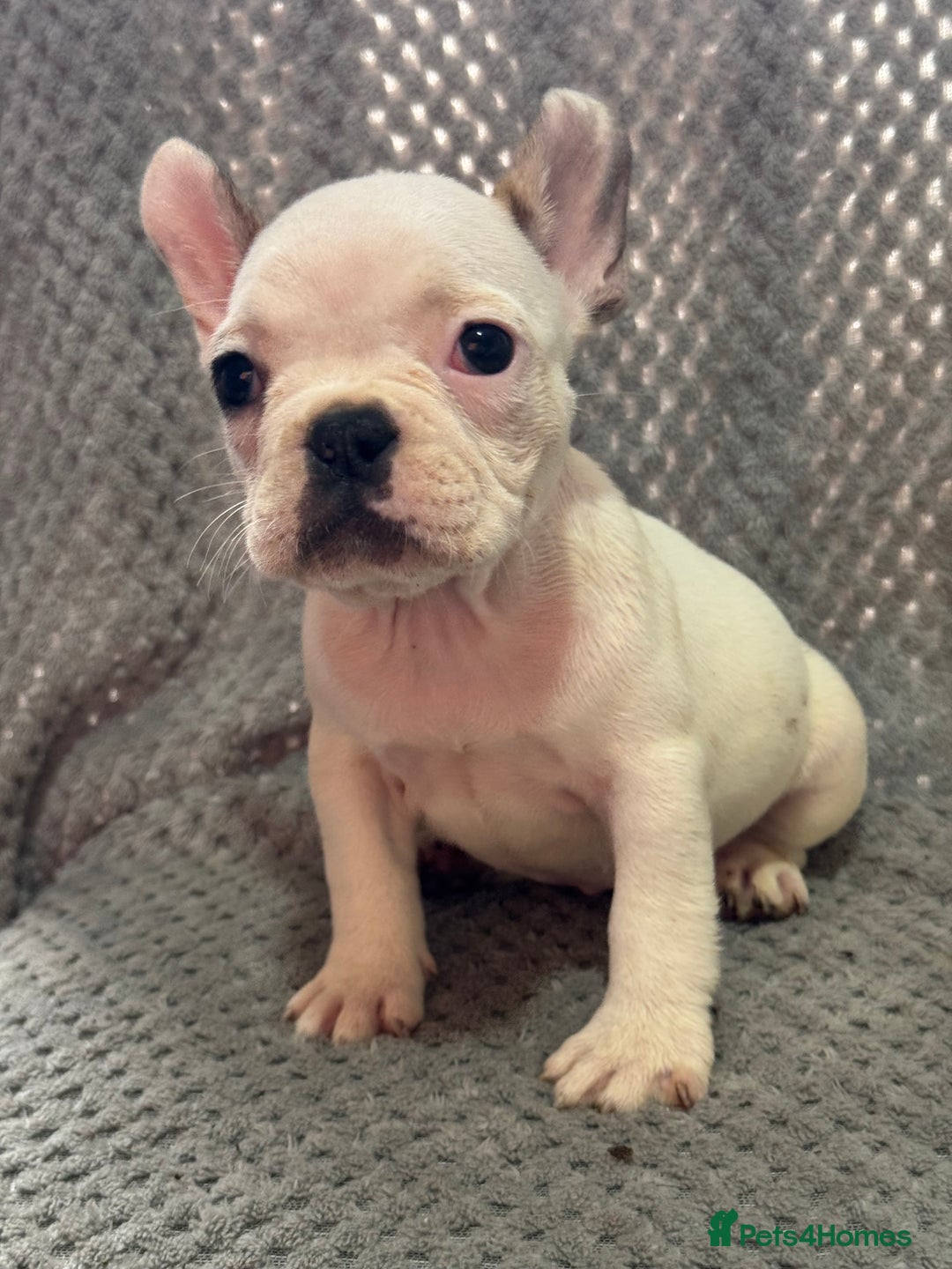 French Bulldog dogs for sale: FRENCH BULLDOG 🐶 - Advert 5