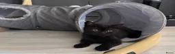 Scottish Fold cats for sale: Scottish Fold class & chinchilla Kittens Available - Advert 17