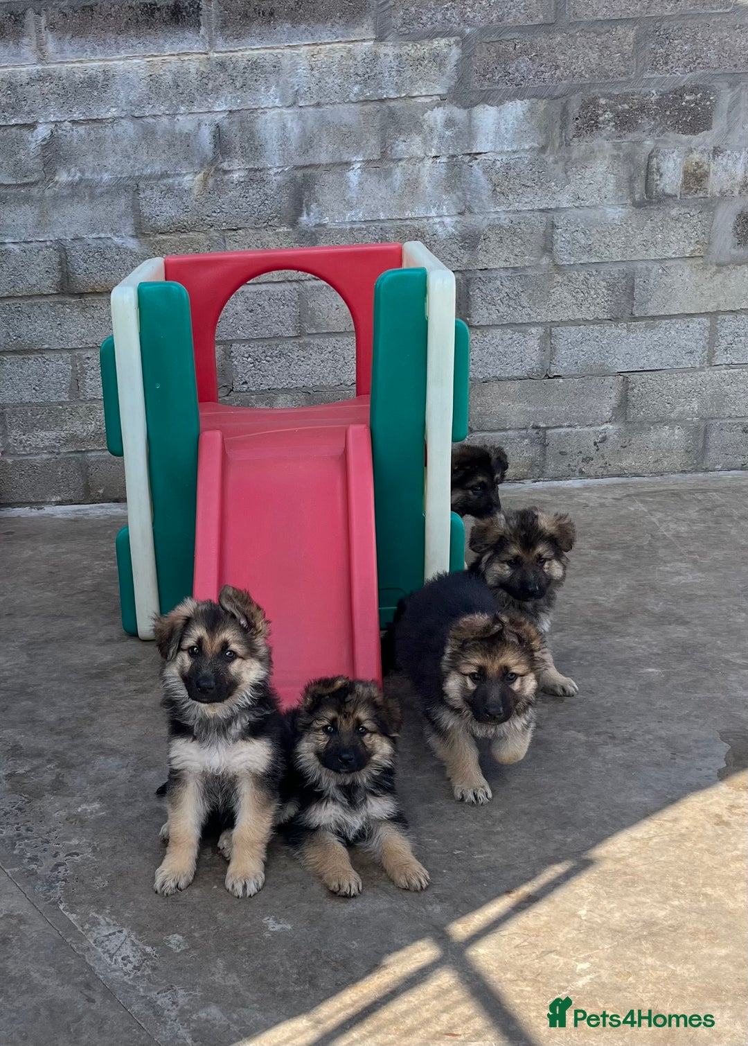 German Shepherd dogs for sale: German shepherd pups - Image 9