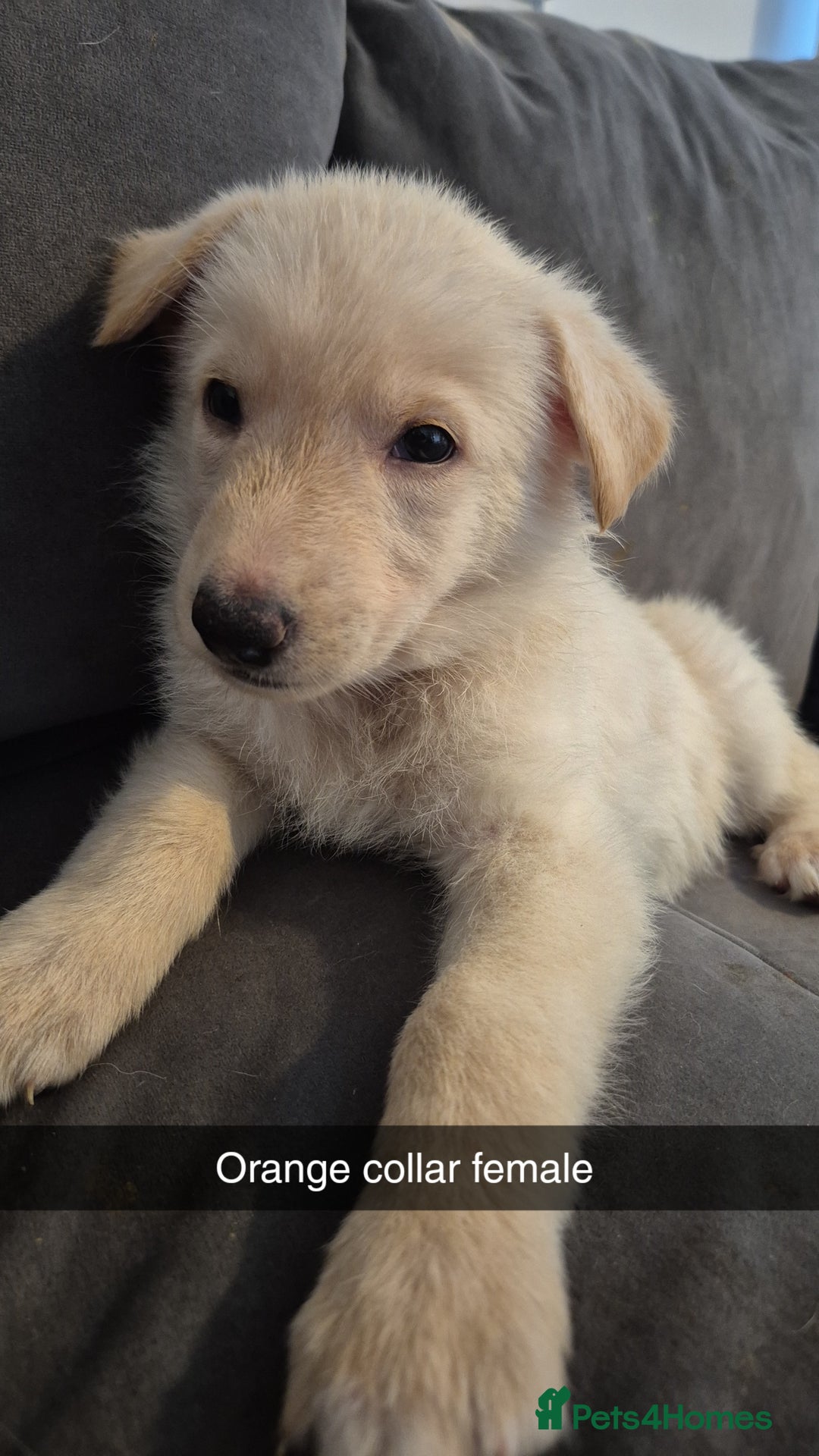 Mixed Breed dogs for sale: Shepinois puppies  - Advert 8