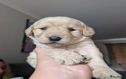 Labradoodle dogs for sale: F1 standard Labradoodle puppies  - Image 5