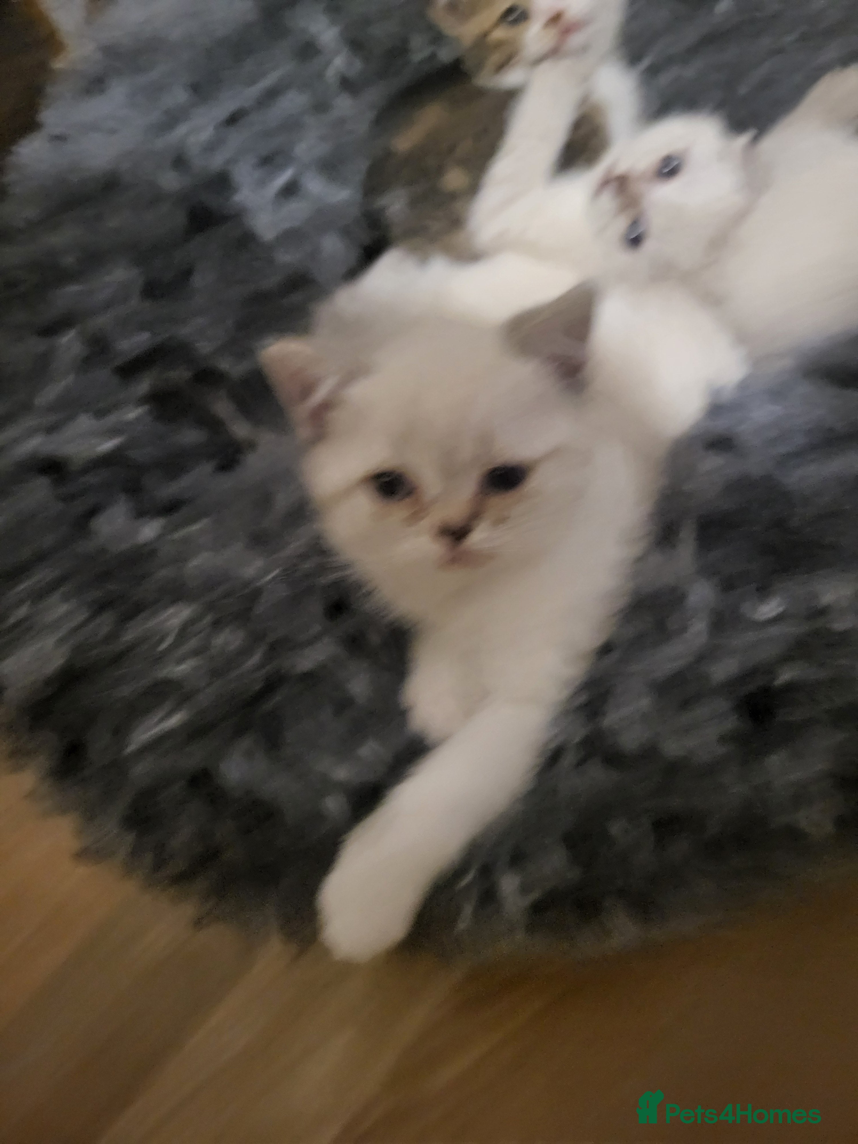 Mixed Breed cats A beauty! British blue x Scottish fold. - Advert 1