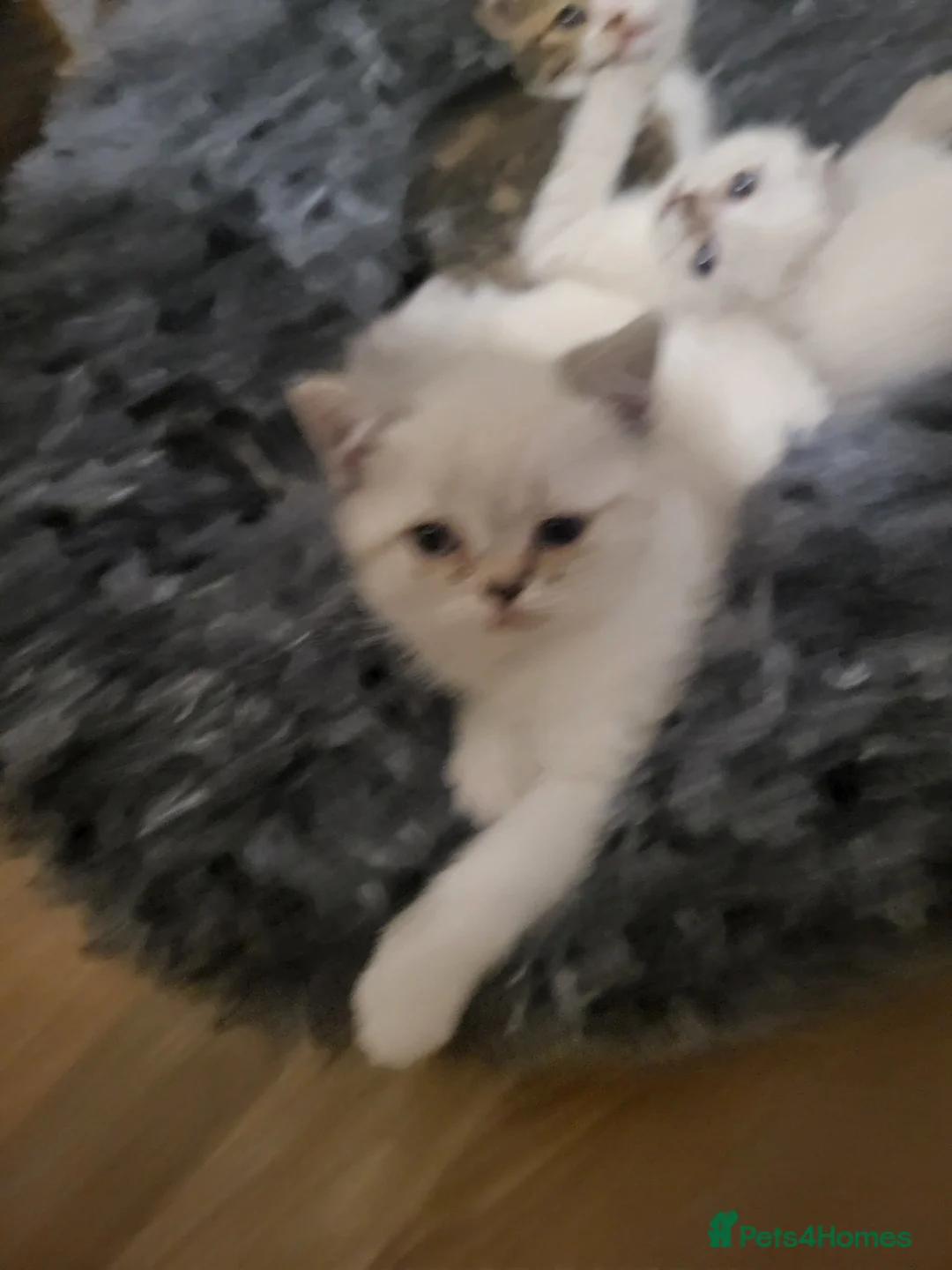 Mixed Breed cats for sale: A beauty! British blue x Scottish fold. - Advert 1