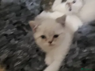 Mixed Breed cats A beauty! British blue x Scottish fold. - Advert 2