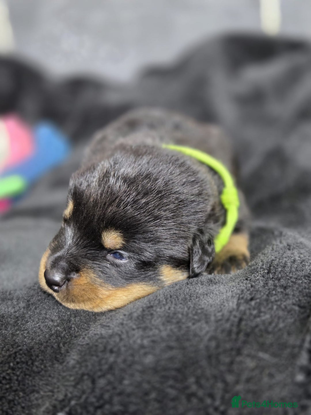 Rottweiler dogs for sale: Stunning Rottweiler pups - Advert 7