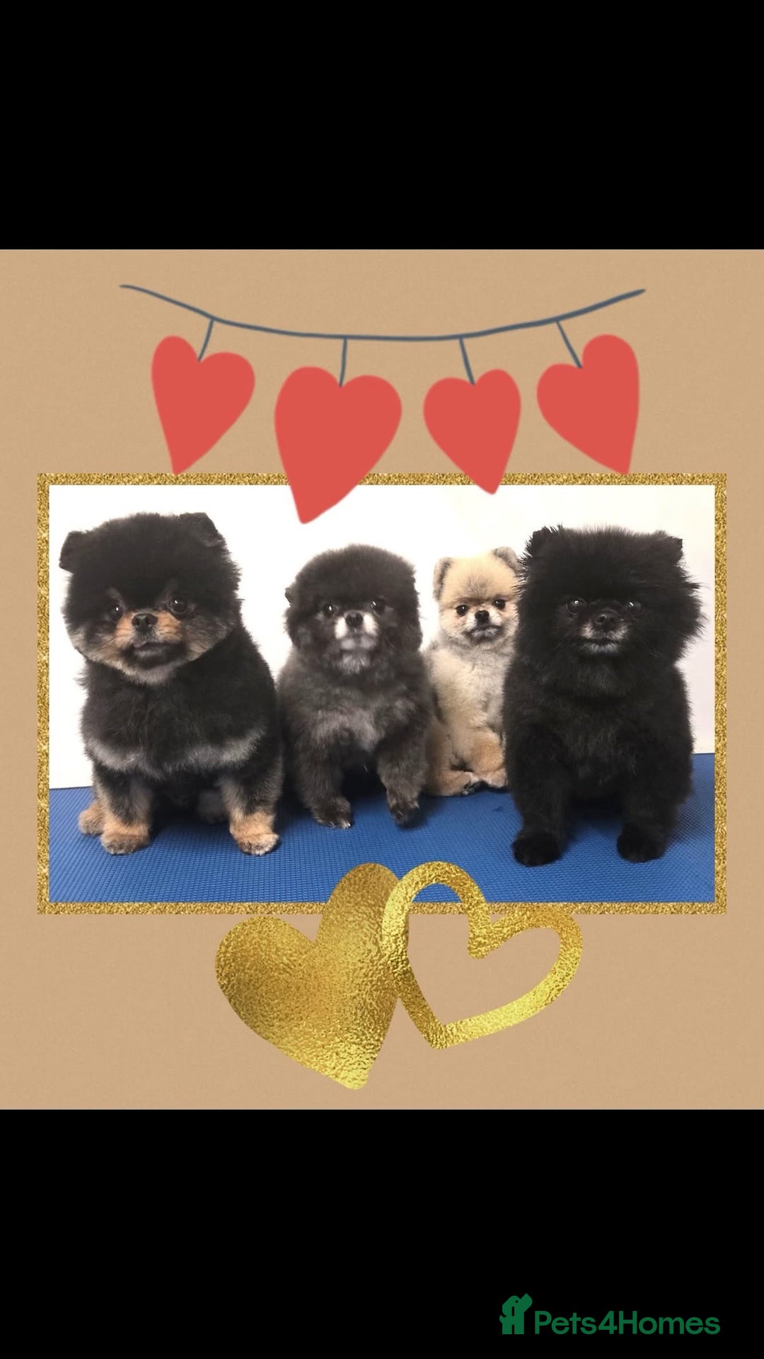 Pomeranian dogs for sale: *MINIATURE UNIQUE RARE tan toy Pomeranian boy 3yr* - Image 6