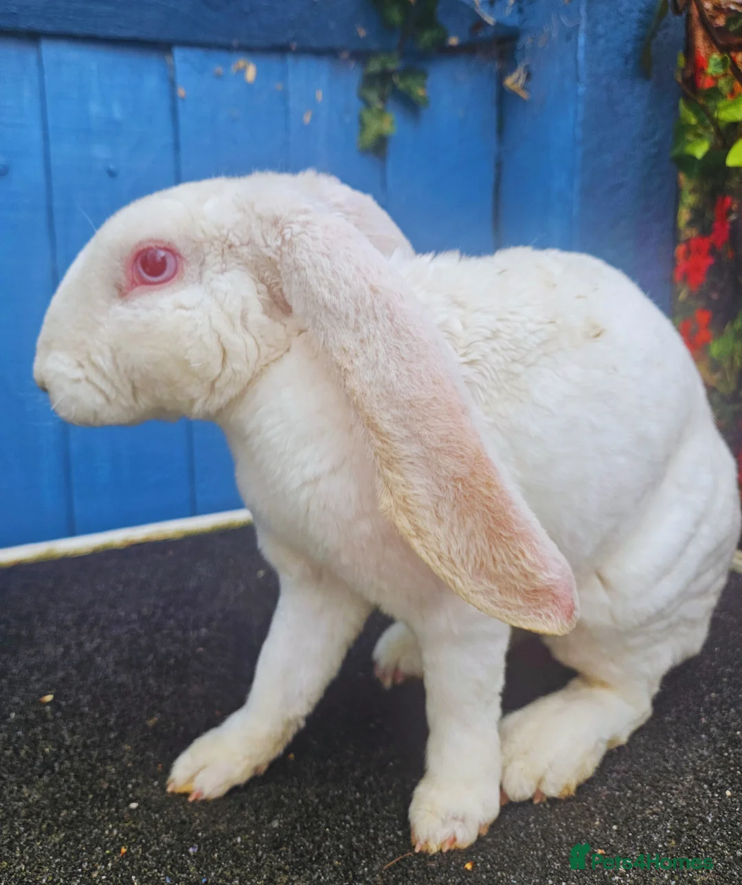 Rex rabbits for sale: Velveteen Lop REW buck - Advert 2