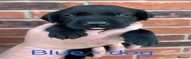Blue - dog