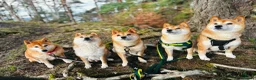 Japanese Shiba Inu dogs for sale: KC Registered Shiba Inu puppies in Forfar now ❣️ - Advert 18
