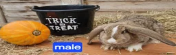 Mixed Breed rabbits for sale: Stunning bunnies 🐰  - Advert 9