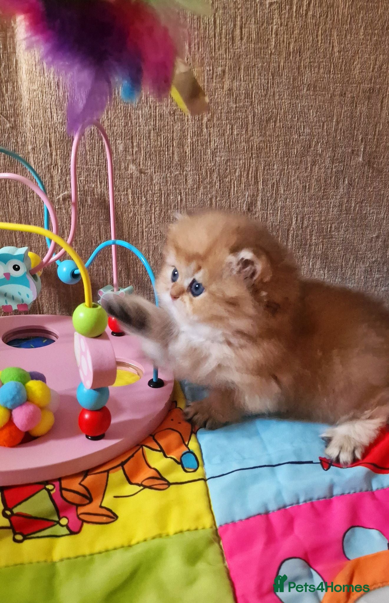 British Longhair cats 💖 Golden British Medium/Longhair Girl 💖 - Advert 1