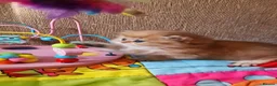 British Longhair cats for sale: 💖 Golden British Medium/Longhair Girl 💖 - Advert 10