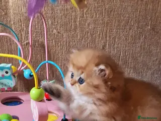 British Longhair cats 💖 Golden British Medium/Longhair Girl 💖 - Advert 1