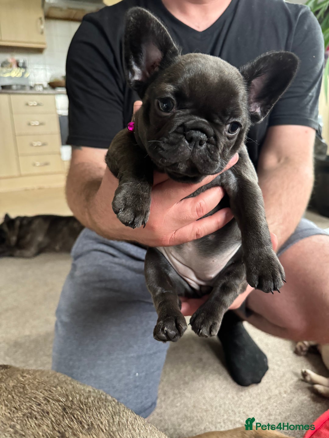French Bulldog dogs for sale: Beautiful French bulldog puppies 🐶  - Advert 16