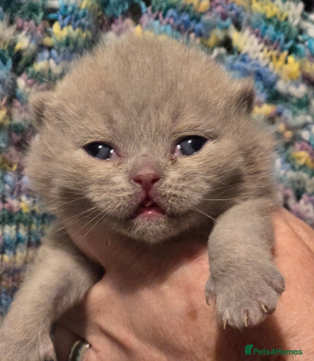 British Shorthair cats for sale: TICA registered BSH and BLH kittens - Advert 12