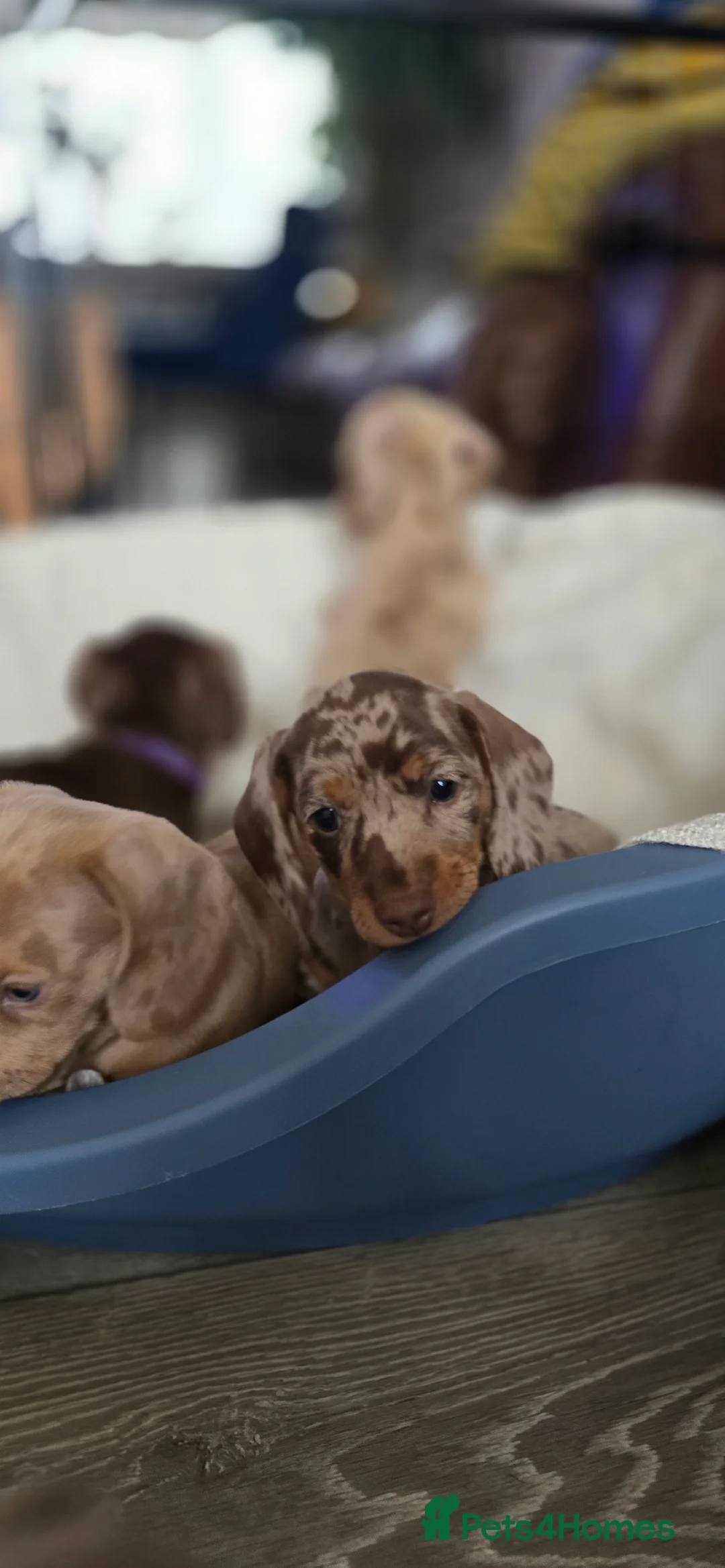 Miniature Dachshund dogs for sale: KC registered miniature Dachshund 🐶  - Advert 21