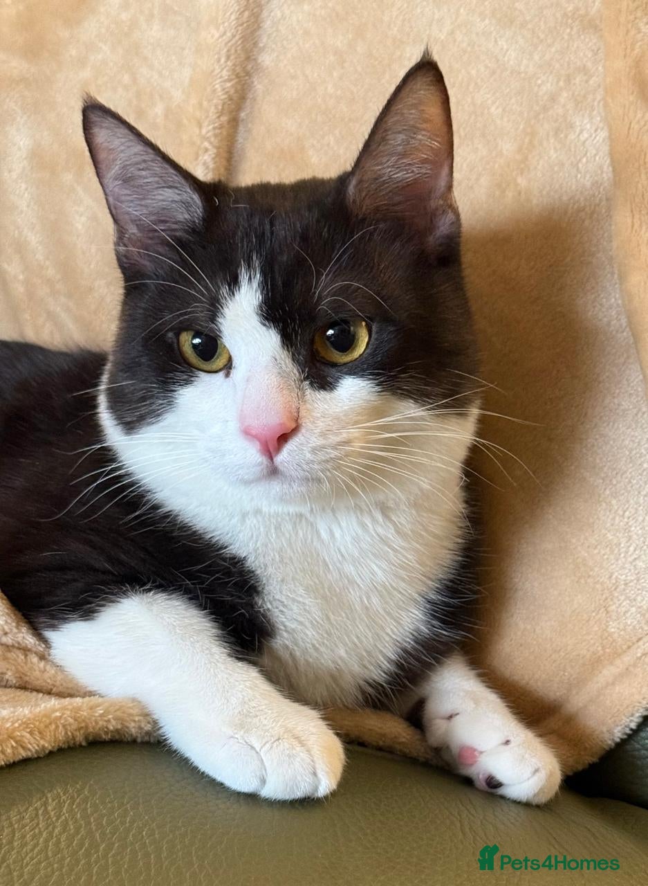 Mixed Breed cats Male Rescue Cat Orlando LOVES people  - Advert 1