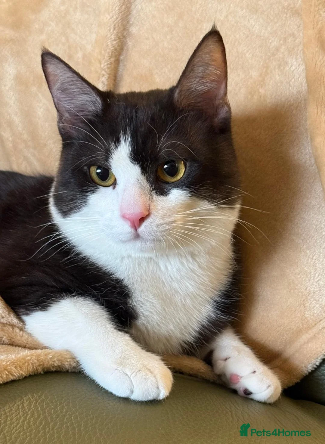 Mixed Breed cats for adoption: Male Rescue Cat Orlando LOVES people  in St Albans - Advert 1