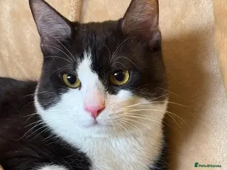 Mixed Breed cats Male Rescue Cat Orlando LOVES people - Advert 1