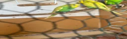 Budgerigars birds for sale: Lovely male budgies  - Advert 5