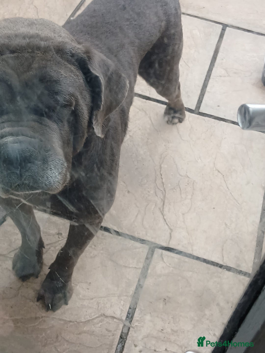 Cane Corso dogs for sale: 1 boy 2 girls remaining  - Image 7