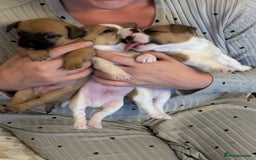 Jack Chi dogs for sale: Jack-chi puppies - Advert 16