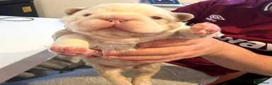 French Bulldog 1