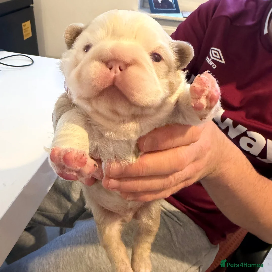 French Bulldog dogs for sale: Two caramel pink husky frenchies  - Advert 19