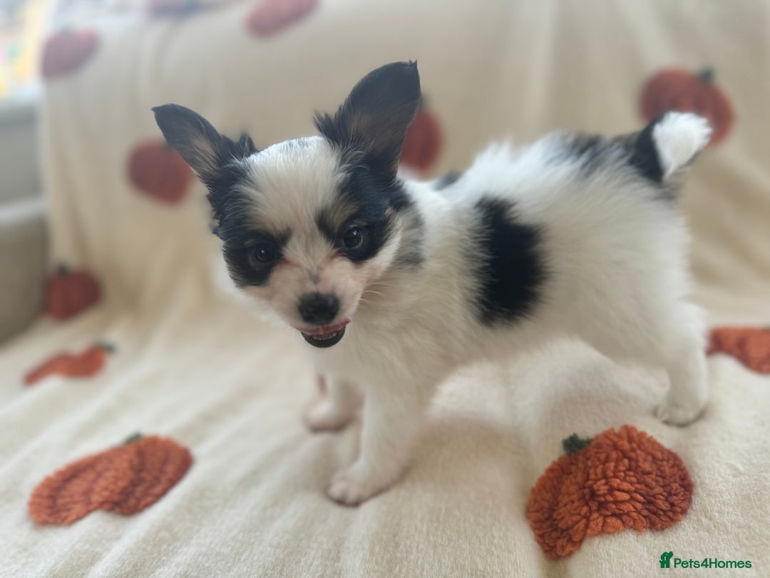 Papillon dogs for sale: 2 Beautiful Pedigree Female Papillons  - Image 10