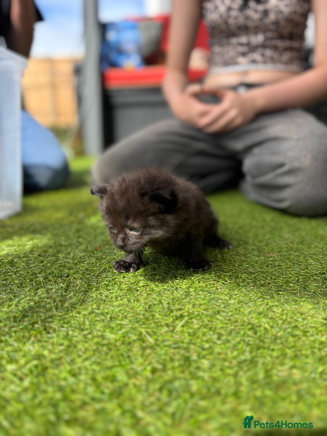 Domestic Shorthair cats for sale: 🐾 Playful, Affectionate Kittens - Image 13