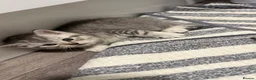Scottish Fold cats for sale: Gorgeous stripped Scottish straight kittens - Advert 7
