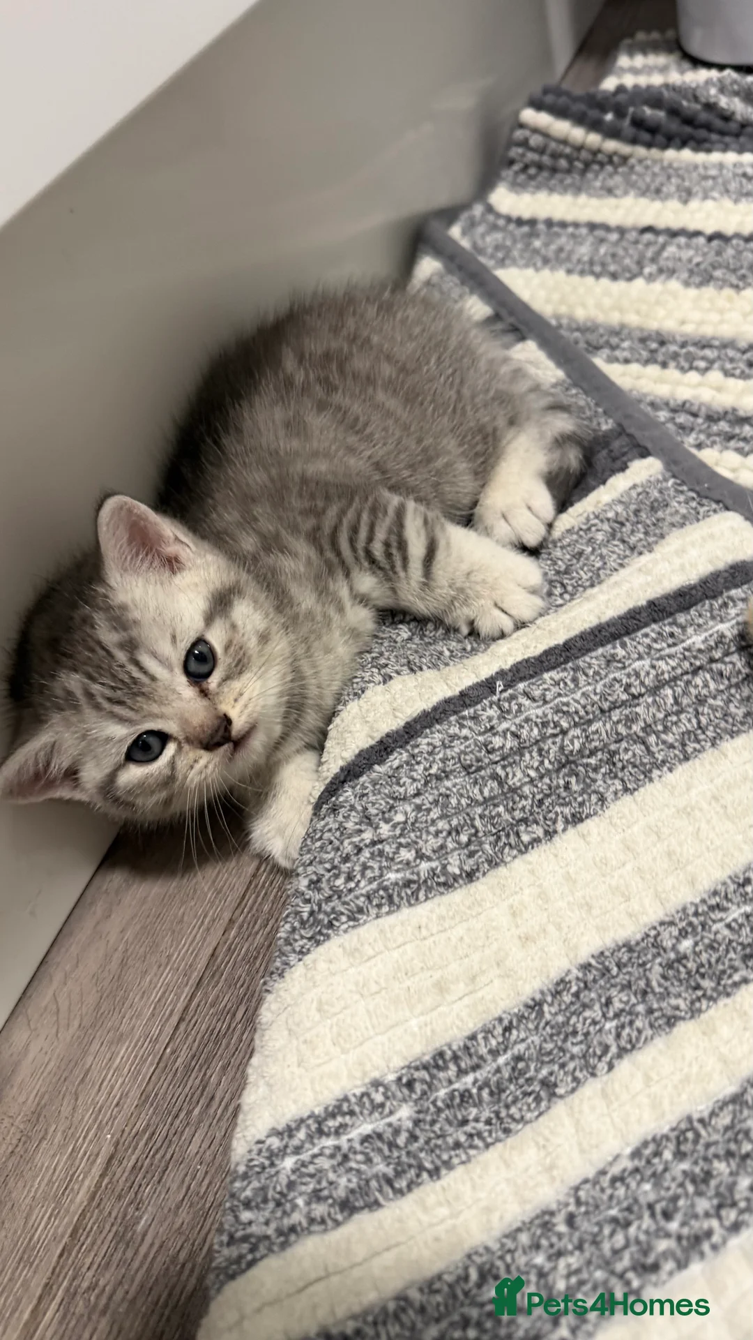 Scottish Fold cats for sale: Gorgeous stripped Scottish straight kittens - Advert 7