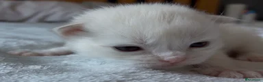 Ragdoll 2