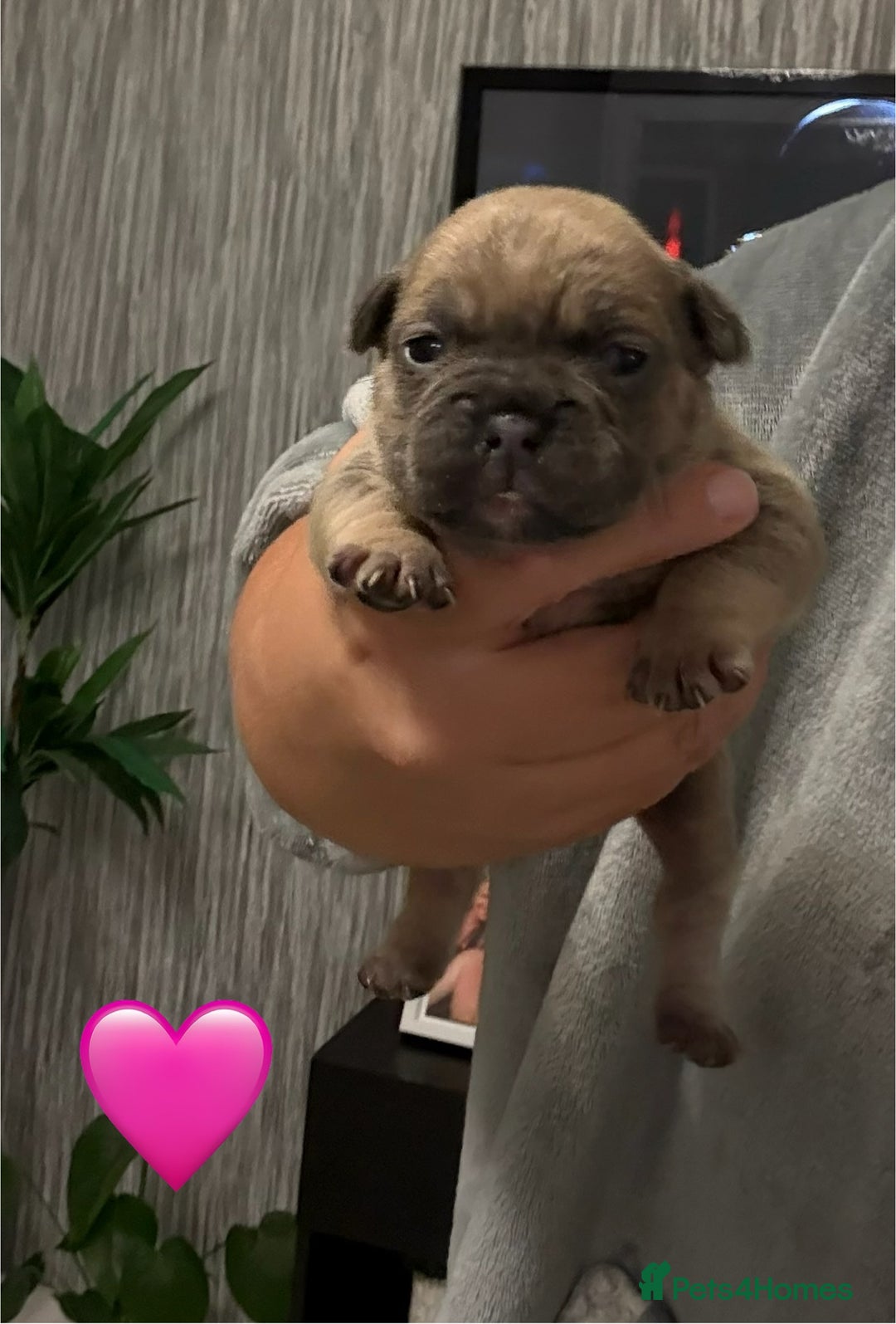 French Bulldog dogs for sale: French bulldog puppies - Advert 15